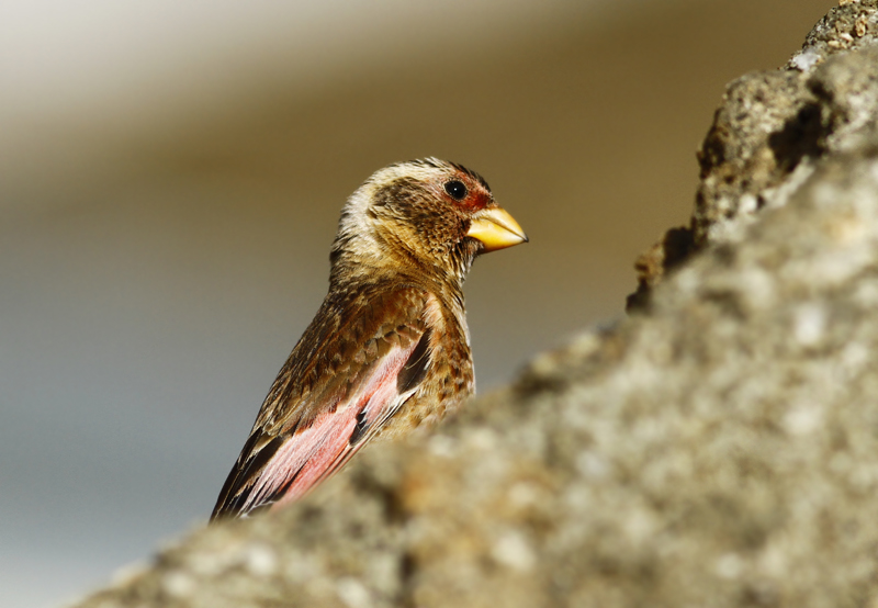 Crimson-winged Finch