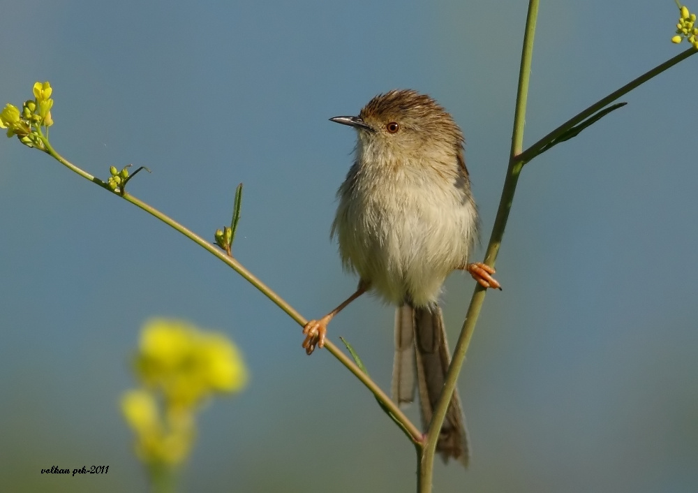 Delicate Prinia