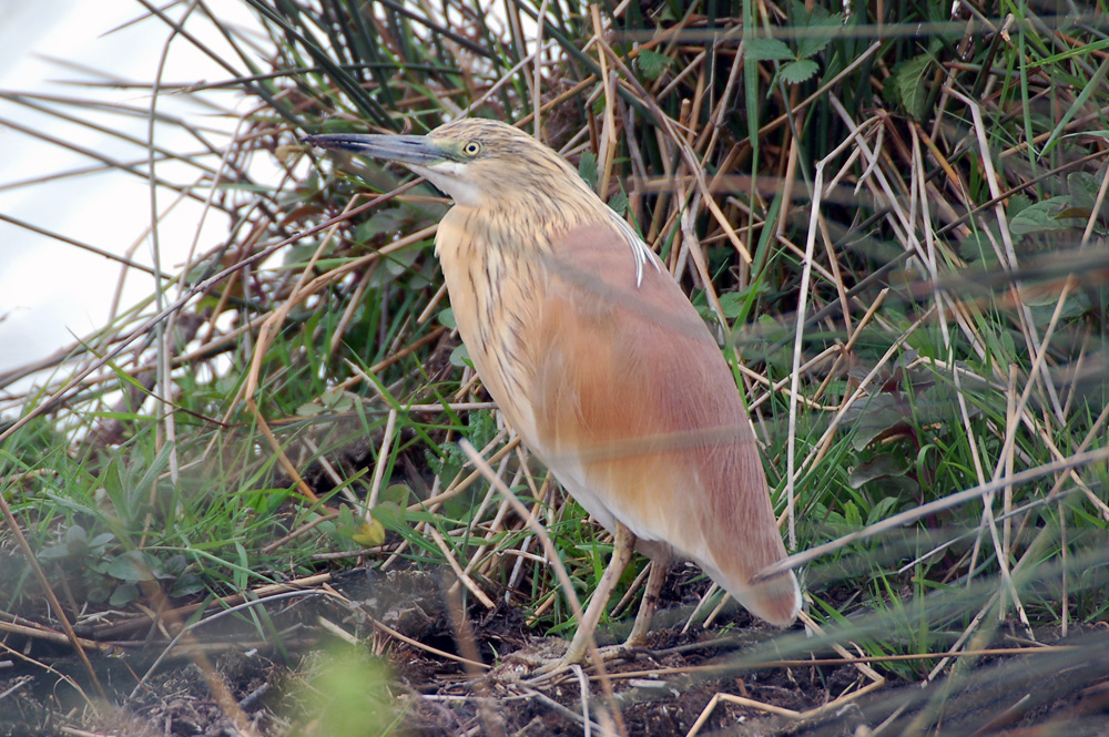 Squacco Heron