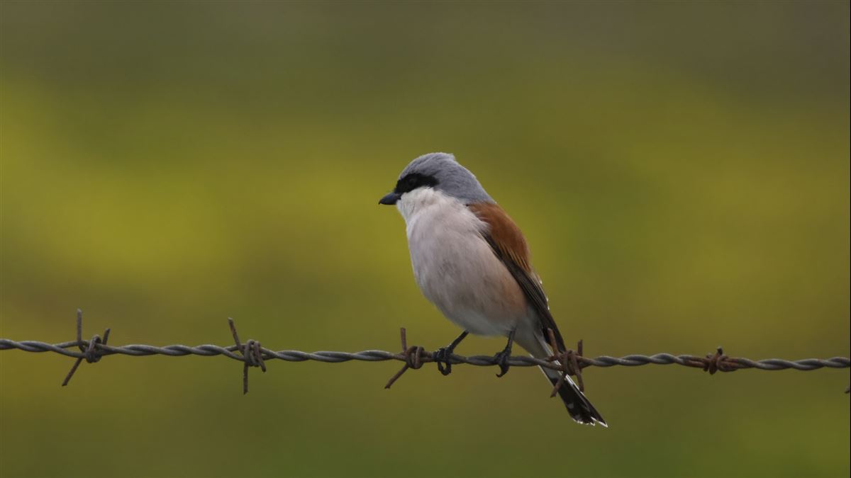 Red-backed Shrike
