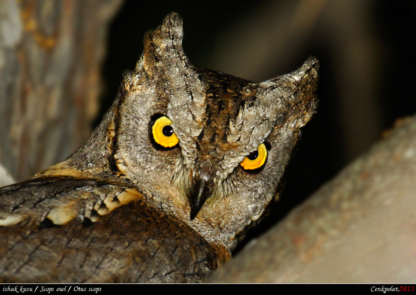 Eurasian Scops Owl