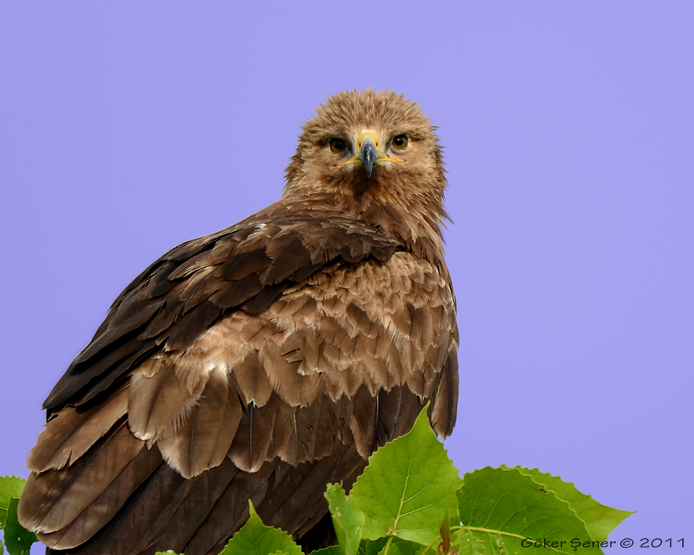 Lesser Spotted Eagle