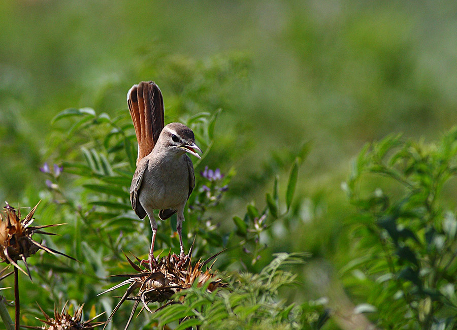 Rufous-tailed Scrub Robin
