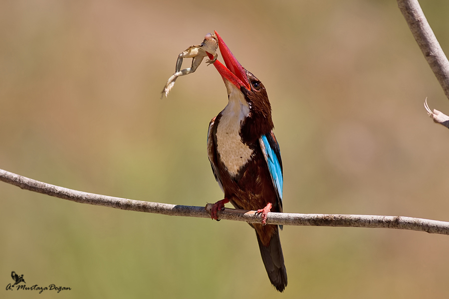 White-throated Kingfisher