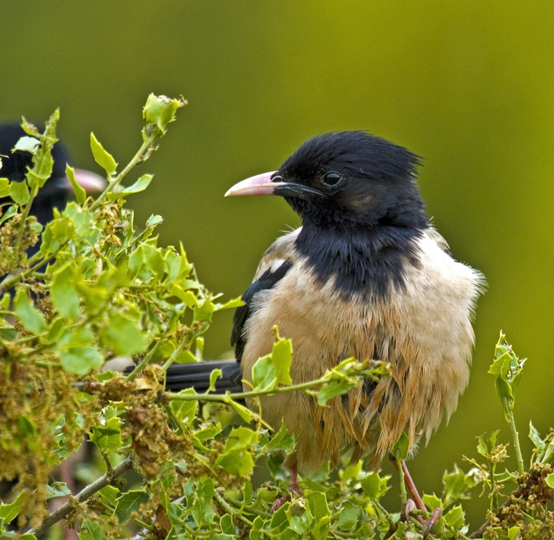 Rosy Starling