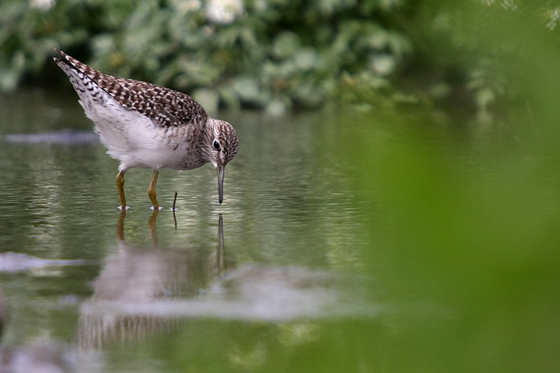 Wood Sandpiper
