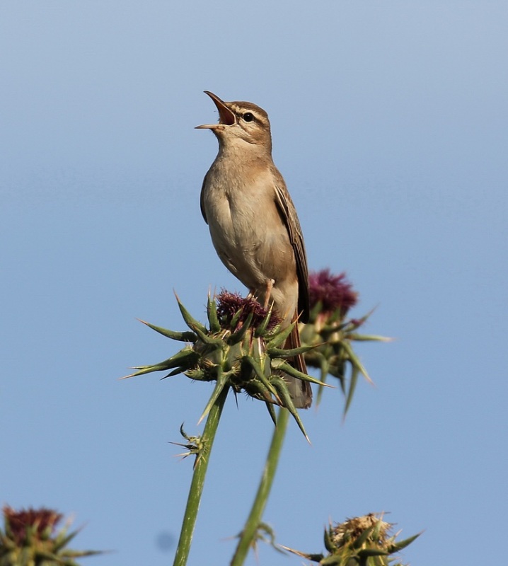 Rufous-tailed Scrub Robin