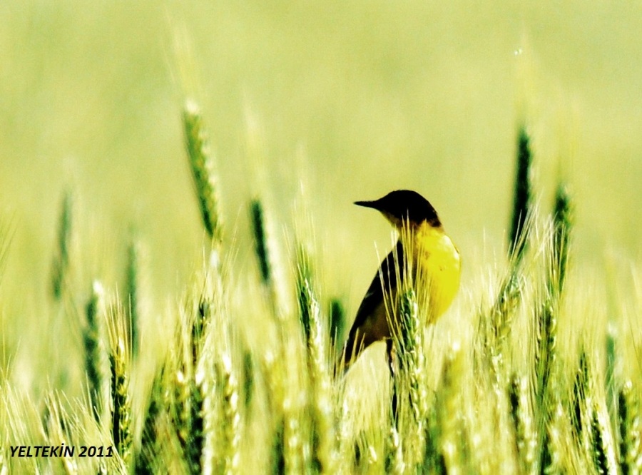 Western Yellow Wagtail