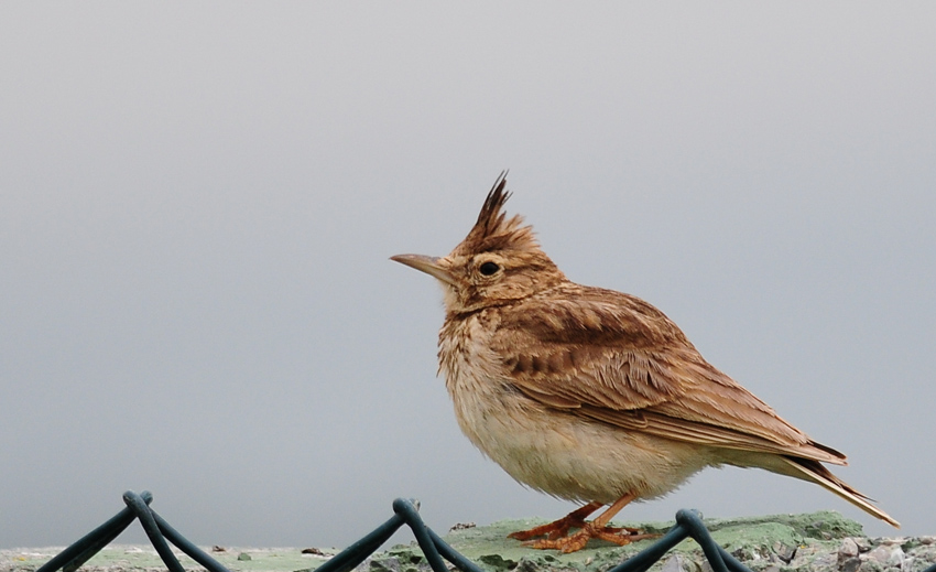 Crested Lark