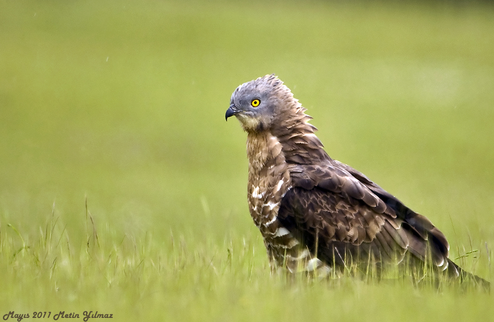 European Honey Buzzard