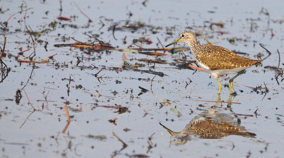 Green Sandpiper