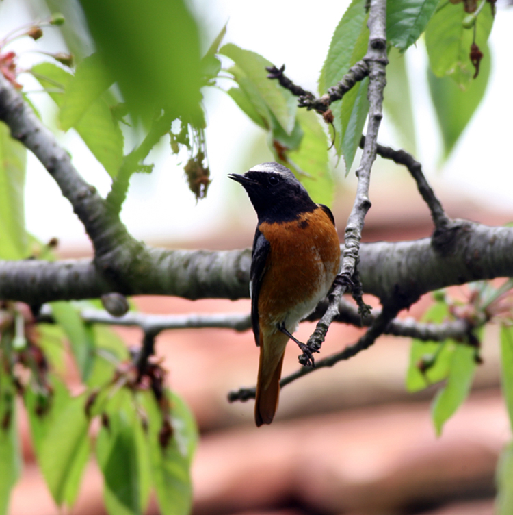 Common Redstart