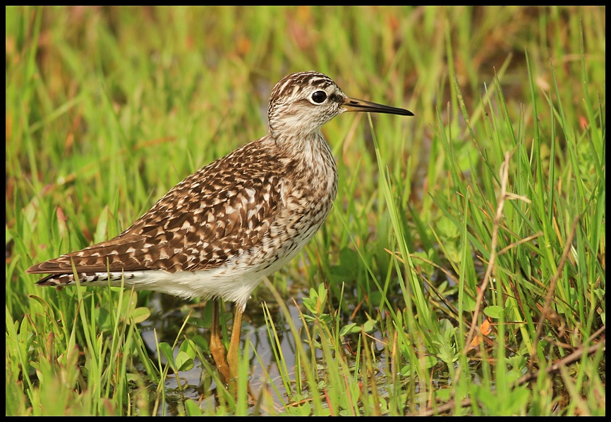 Wood Sandpiper