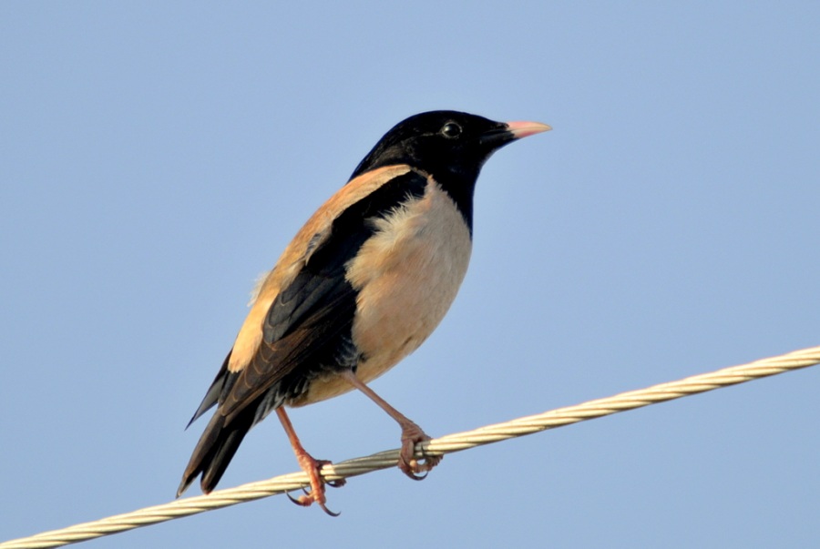 Rosy Starling