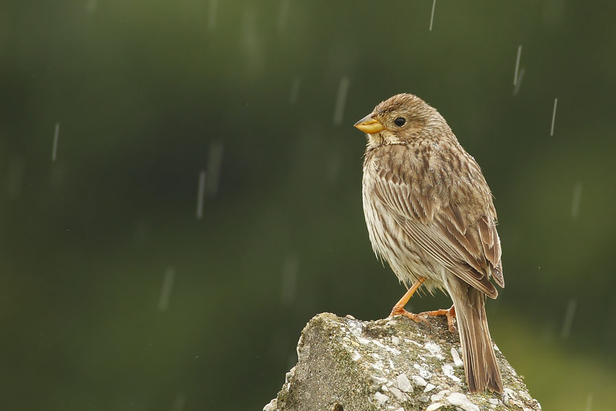 Corn Bunting