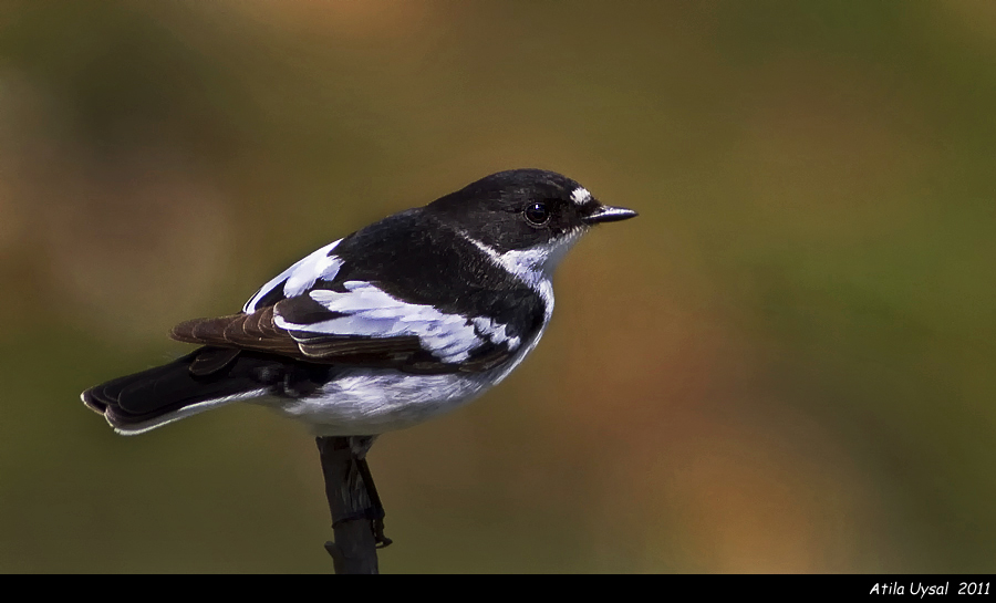Semicollared Flycatcher