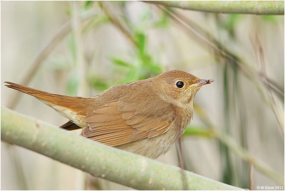 Thrush Nightingale