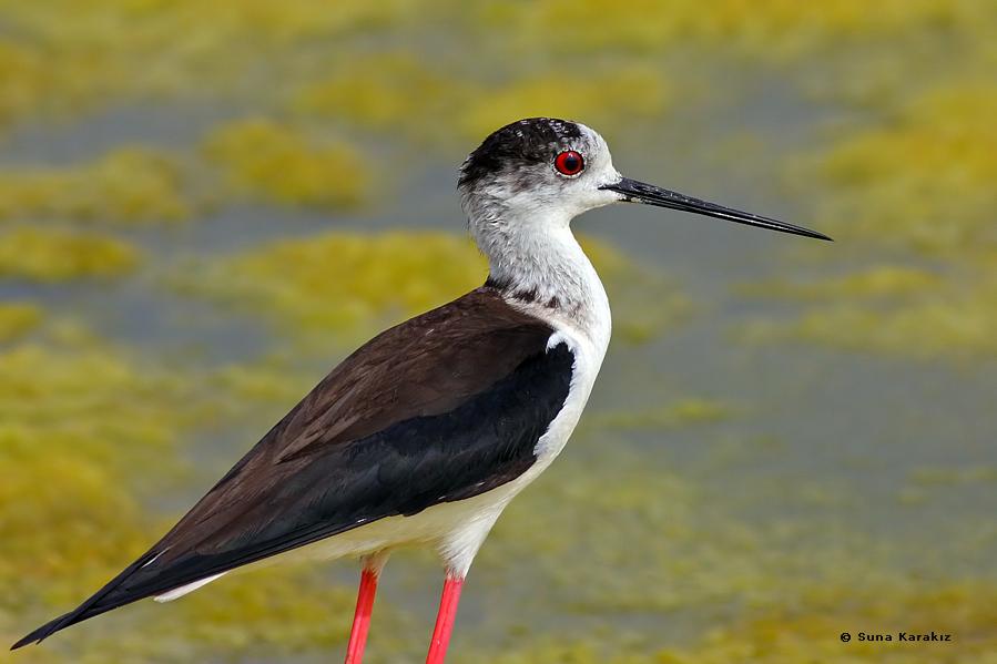 Black-winged Stilt