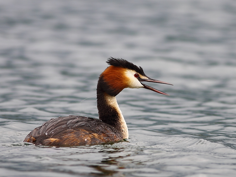 Great Crested Grebe