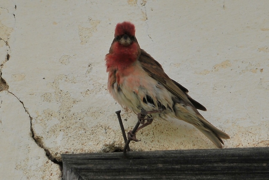 Common Rosefinch
