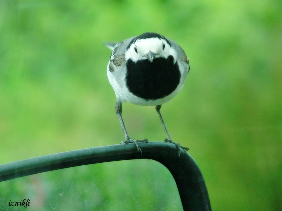 White Wagtail