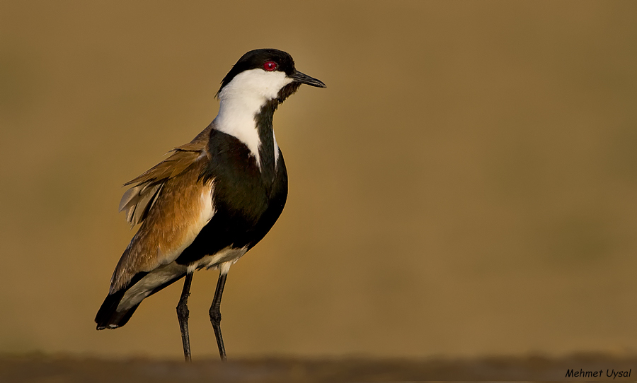 Spur-winged Lapwing
