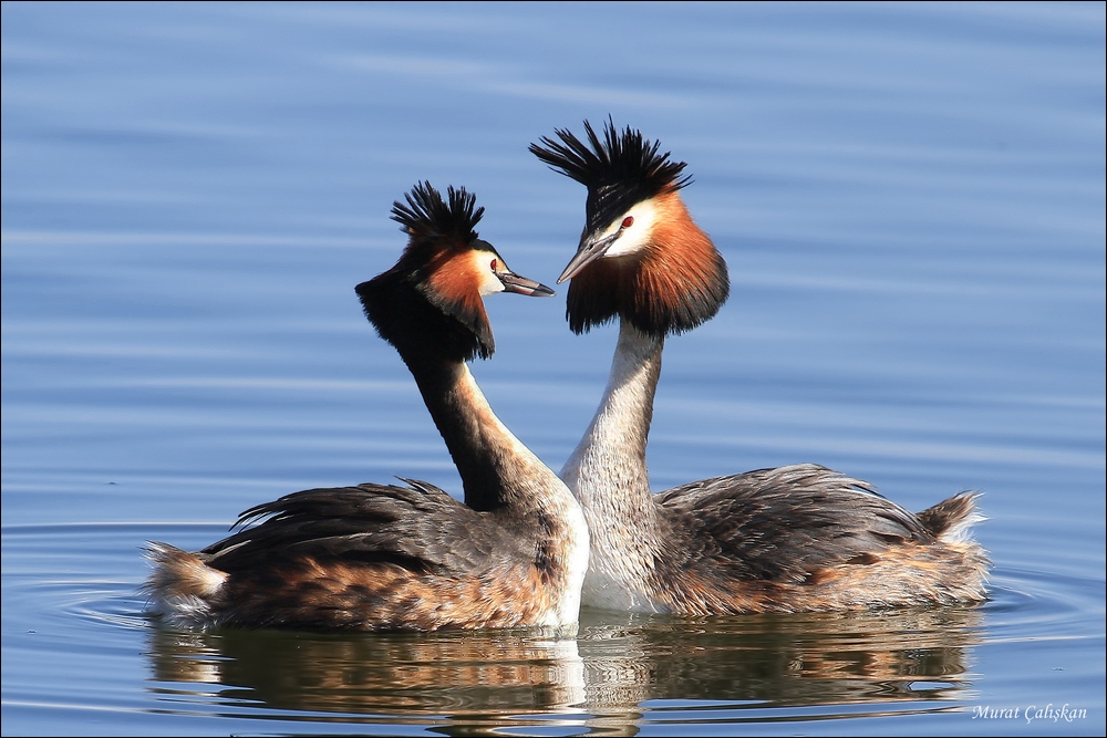 Great Crested Grebe