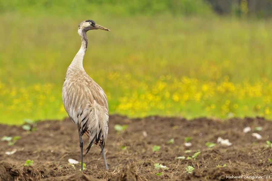 Common Crane