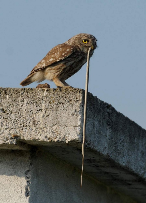 Little Owl