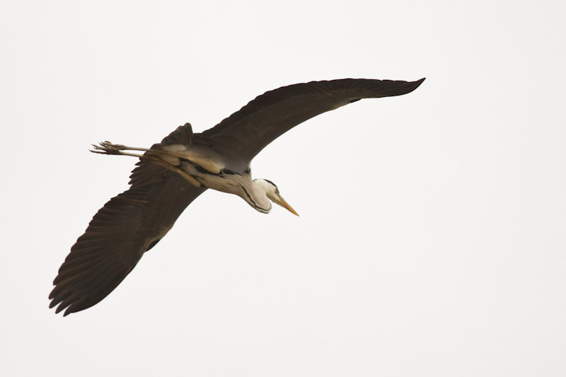 Grey Heron