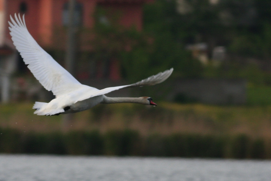 Mute Swan