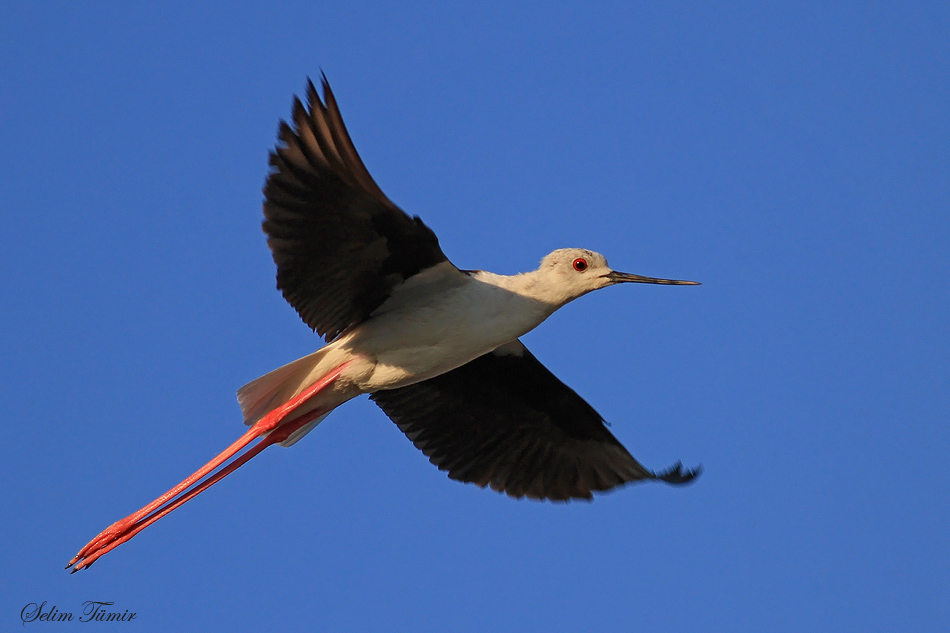 Black-winged Stilt