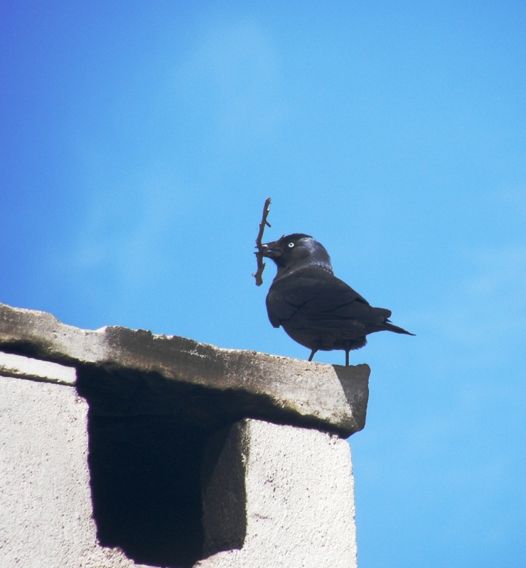 Western Jackdaw