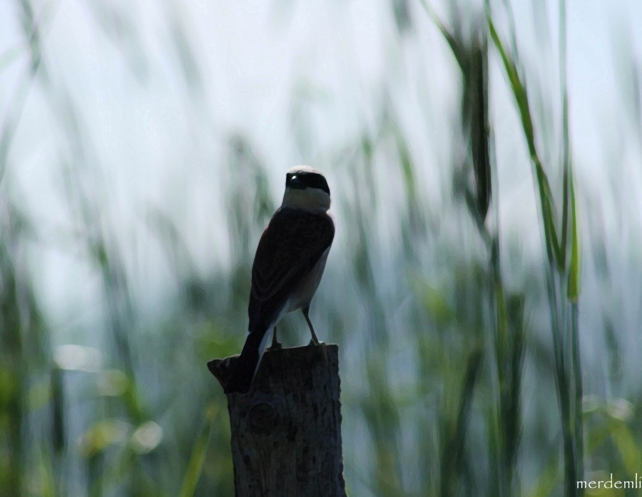 Red-backed Shrike
