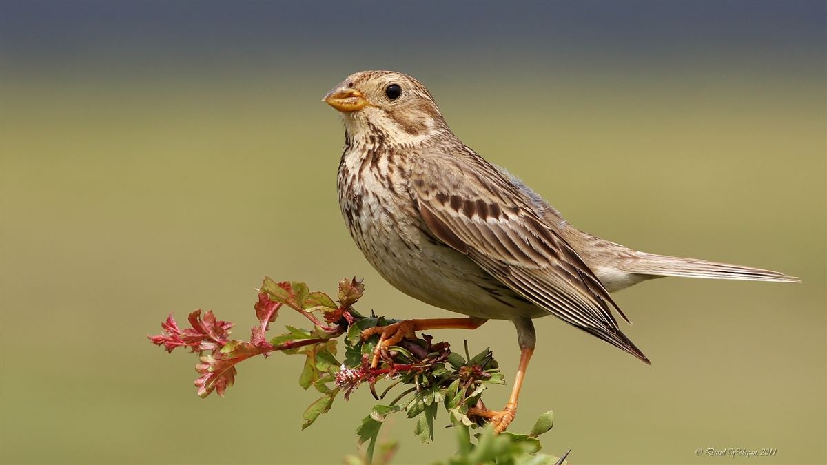 Corn Bunting