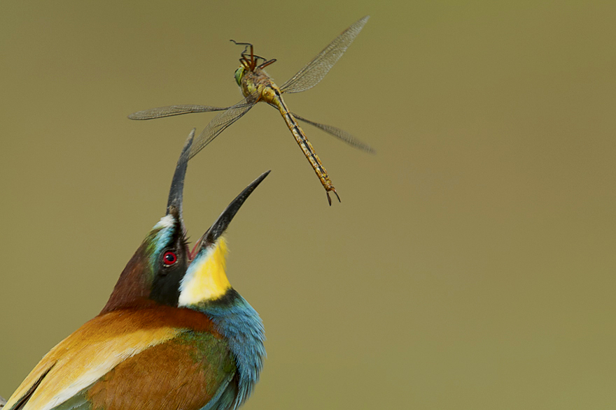 European Bee-eater