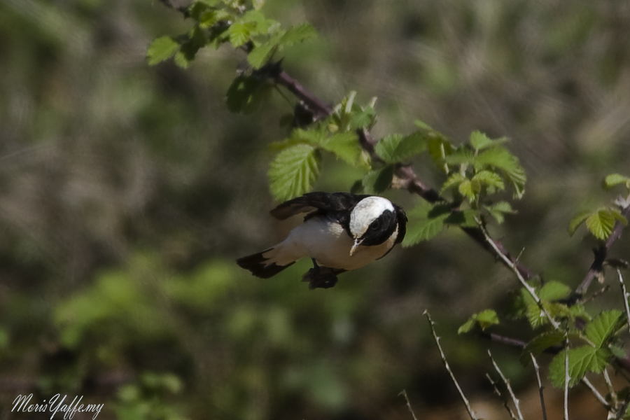 Pied Wheatear