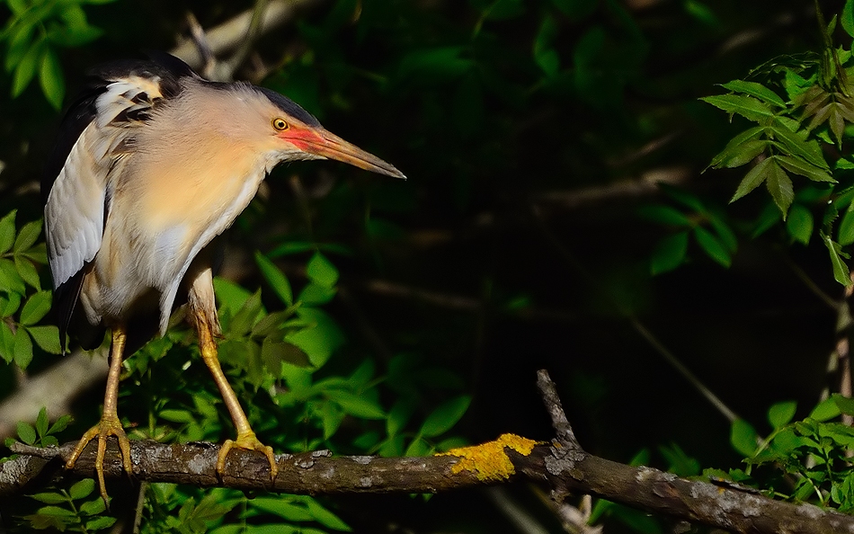 Little Bittern