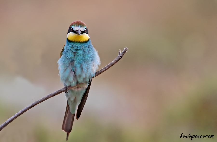 European Bee-eater