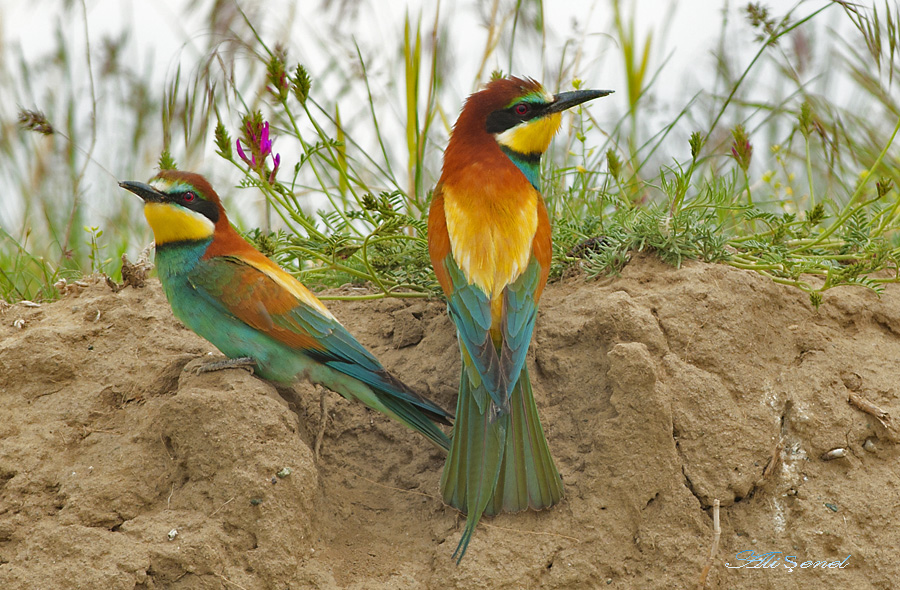 European Bee-eater