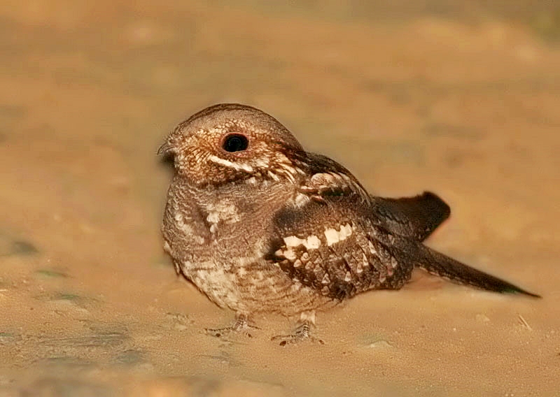 European Nightjar