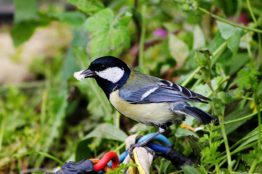 Great Tit