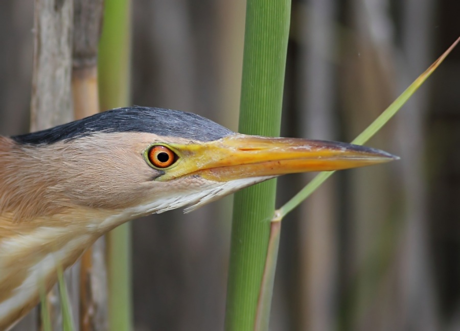 Little Bittern