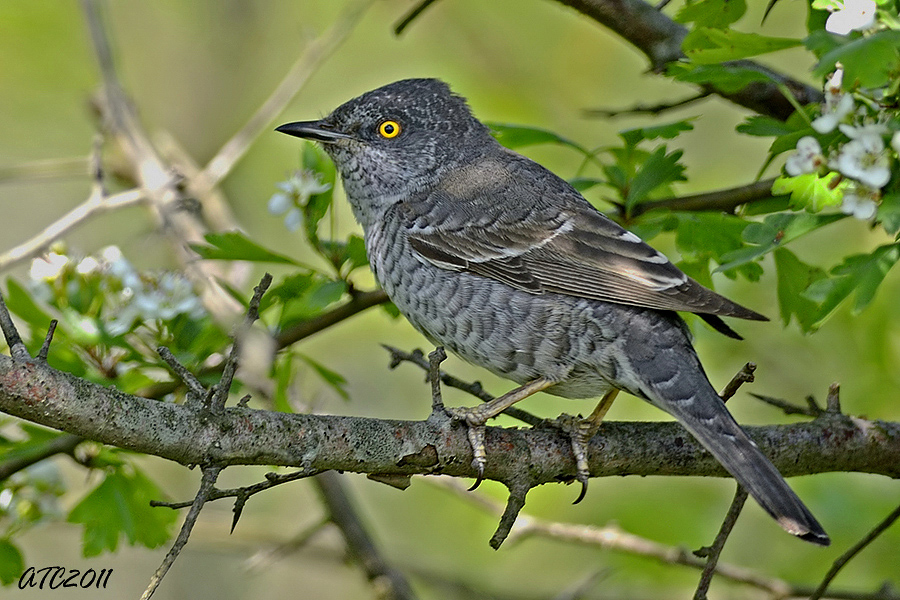 Barred Warbler