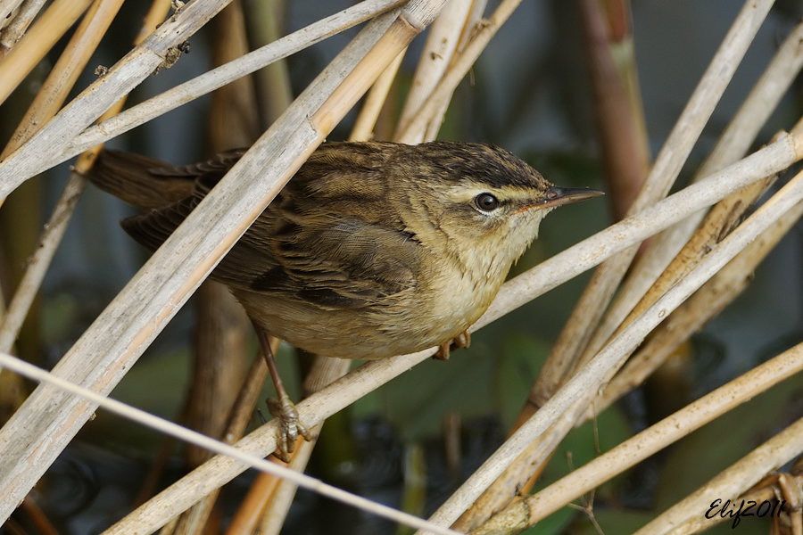 Sedge Warbler