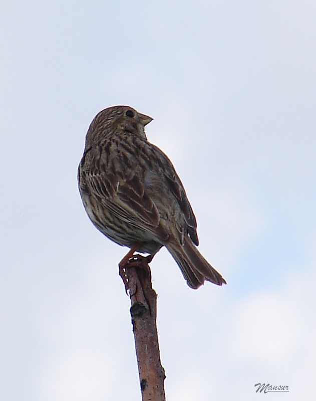 Corn Bunting