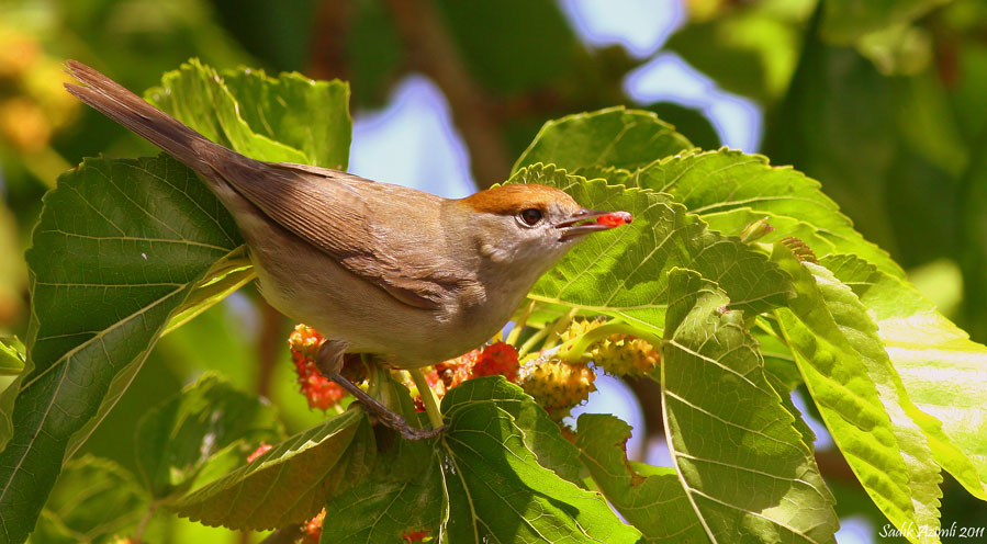 Eurasian Blackcap