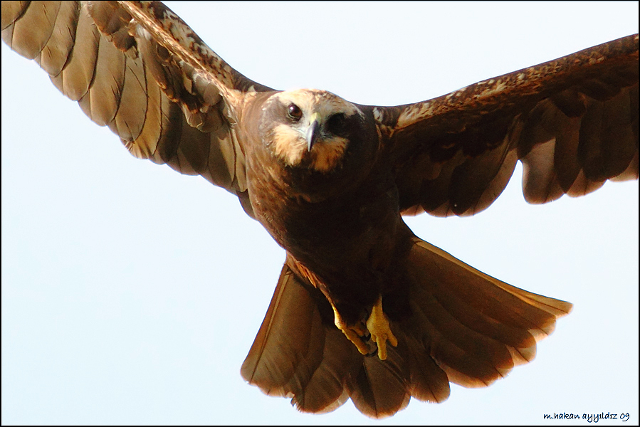 Western Marsh Harrier