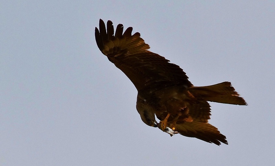 Black Kite