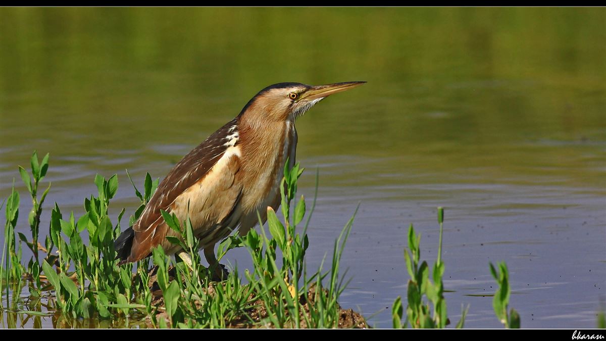 Little Bittern